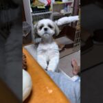 自分の意思を､はっきり伝える犬🐶#shorts #dog #癒し #かわいい #犬 #シーズー