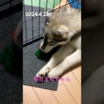 人参にかぶりつくえなちゃん！ #siberian #dog #ハスキー犬 #癒し #シベリアンハスキー #愛犬 #犬のいる暮らし #かわいい