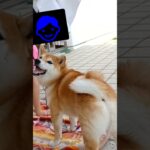 ニコニコセクシーポーズの柴犬　#柴犬 #おもしろ犬動画
