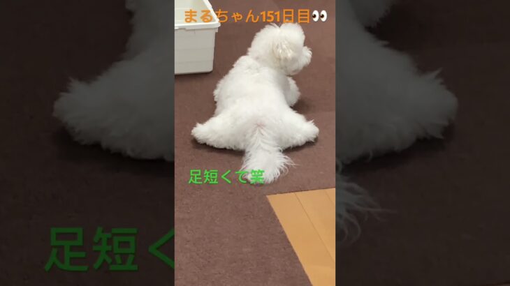 まるちゃんかわゆい後ろ姿#かわいい犬 #おもしろ動画犬 #ビション