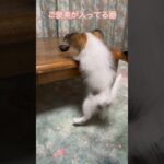 テーブルに乗れないと助かるんですが😅#かわいい子犬 #もふもふ #犬ばか #パピヨン #パピー #癒し #小型犬との生活 #おもしろ動画