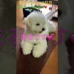 理不尽なまるちゃん自己紹介⁉️本当は素直だよ…#かわいい犬 #おもしろ動画犬 #ビション