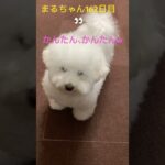 まるちゃんの特技練習風景#かわいい犬 #おもしろ動画犬 #ビション