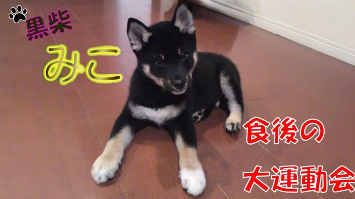 【柴犬】とってもかわいい柴犬🐶子犬「みこ」食後のお遊びです。🐕
