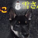 とってもかわいい柴犬🐶子犬「みこ」の⛄雪さんぽです🐕