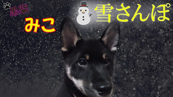 とってもかわいい柴犬🐶子犬「みこ」の⛄雪さんぽです🐕