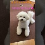 まるちゃん可愛い#かわいい犬 #おもしろ動画犬 #ビション