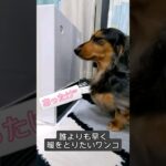 #おすすめ #犬 #かわいい #癒し #飼い主よりも早く暖をとりたい犬 #ストーブ占領