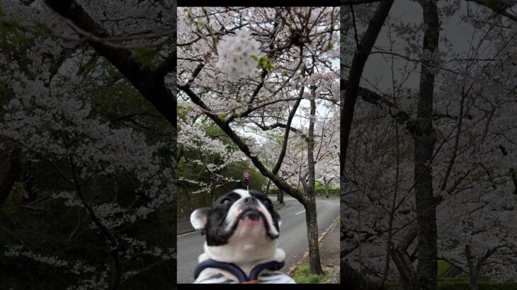 明日長編配信！愛犬と春旅ハプニング犬とカフェと散りゆく桜#フレンチブルドッグ #フレブル#犬#犬旅