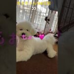 まるちゃんで癒し#かわいい犬 #おもしろ動画犬 #ビション