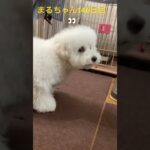 哀戦士まるちゃん#かわいい犬 #おもしろ動画犬 #ビション