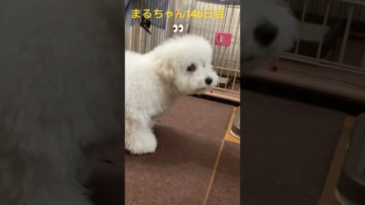 哀戦士まるちゃん#かわいい犬 #おもしろ動画犬 #ビション