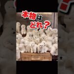 ぬいぐるみの中に犬が隠れています #おもしろ動物動画 #かわいい動物動画 #いぬ