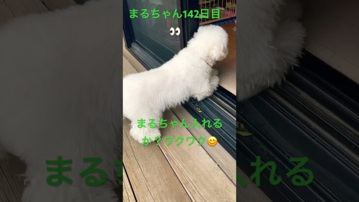 まるちゃんチャレンジ…越えられた⁈#かわいい犬 #おもしろ動画犬 #ビション