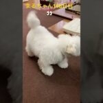 まるちゃんノリノリ#かわいい犬 #おもしろ動画犬 #ビション