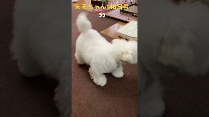 まるちゃんノリノリ#かわいい犬 #おもしろ動画犬 #ビション