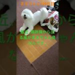 まるちゃん199日目#かわいい犬 #おもしろ動画犬 #ビジョンフリーゼ