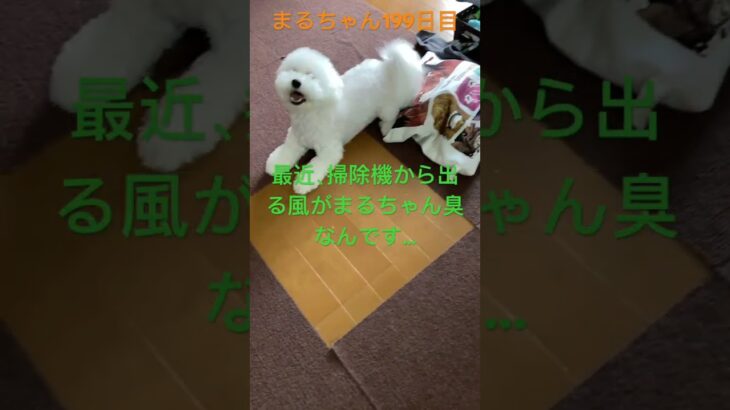 まるちゃん199日目#かわいい犬 #おもしろ動画犬 #ビジョンフリーゼ