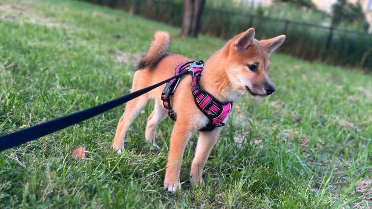 テクテクある姿がたまらなくカワイイ柴犬子犬（生後3ヶ月）の公園デビュー