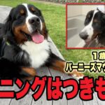 【バーニーズ】ハプニングはつきものさ＃バーニーズマウンテンドッグ＃ハプニング＃ドジな犬＃緊急帰宅＃１歳3ヶ月