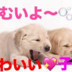 子犬　かわいい（5月21日）