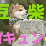 子犬　かわいい　”豆柴”に胸キュン！（5月23日）