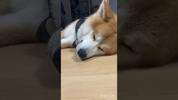 【かわいすぎる秋田犬の寝顔】　#大型犬  #秋田犬  #大型犬のいる生活  #ふわふわろ  #akitainu  #japaneseakita  #ゴールデンレトリバー  #癒し動画  #犬の動画