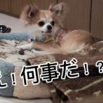 #まめチャンネル#かわいい #dog #ちわわ #まめ #チワワ #こいぬ #犬 #ペット #子犬 #睡眠#びっくり #日常 #日常vlog