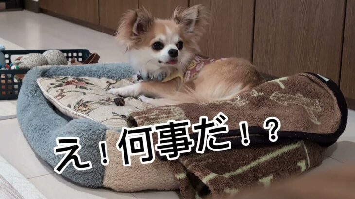 #まめチャンネル#かわいい #dog #ちわわ #まめ #チワワ #こいぬ #犬 #ペット #子犬 #睡眠#びっくり #日常 #日常vlog