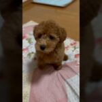 可愛くてごめん🙏　#honeyworks #dog #toypoodle #いぬ #トイプードル #かわいい #子犬  #ちゃんねる登録お願いします