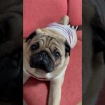 #pets #pug #パグ #ペット #可愛い #犬のいる生活 #癒し #animals #cute #愛犬 #ポカ次郎 #shorts