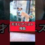 柴犬コロ 衝撃の犬シリーズ😳 #柴犬コロ #衝撃 #おもしろ #かわいい #shibainu #cute #funny #dog