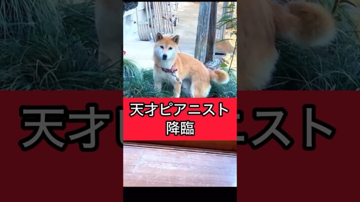 柴犬コロ 衝撃の犬シリーズ😳 #柴犬コロ #衝撃 #おもしろ #かわいい #shibainu #cute #funny #dog