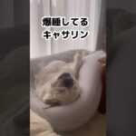 ブーちゃんは爆睡してたみたいです🐶#short #ブルドッグ #犬のいる暮らし