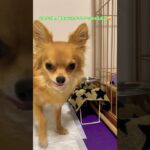 言ってる事がわかるチワワ#チワワ #おもしろい犬 #かわいい犬 #short