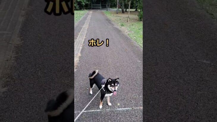 なんか笑っちゃう‼️ボール遊びする柴犬　#shorts#おもしろい犬 #dog#柴犬 #犬#おもしろ動画