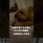 悪ガキ甘えん坊ちゃい#shorts #犬#dog #ポメラニアン #プードル #ポメプー #癒し