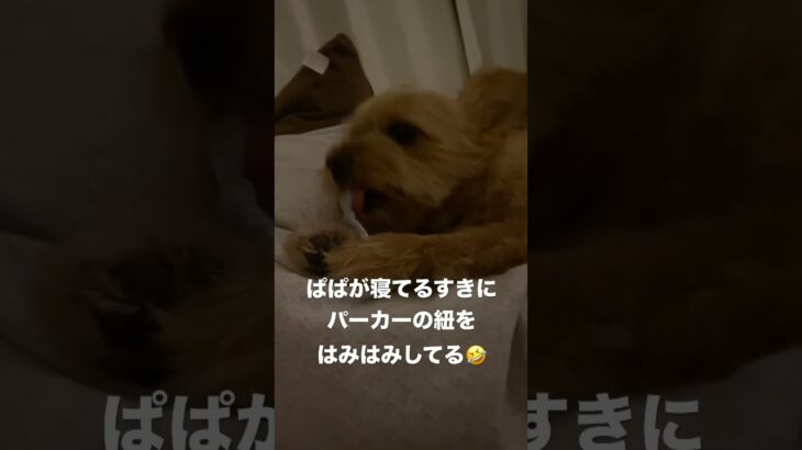 悪ガキ甘えん坊ちゃい#shorts #犬#dog #ポメラニアン #プードル #ポメプー #癒し