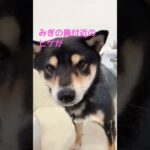 いつもとちがうところ気づいた？　#shorts #おもしろ動画 #おもしろい犬 #dog #豆柴 #柴犬 #sibainu