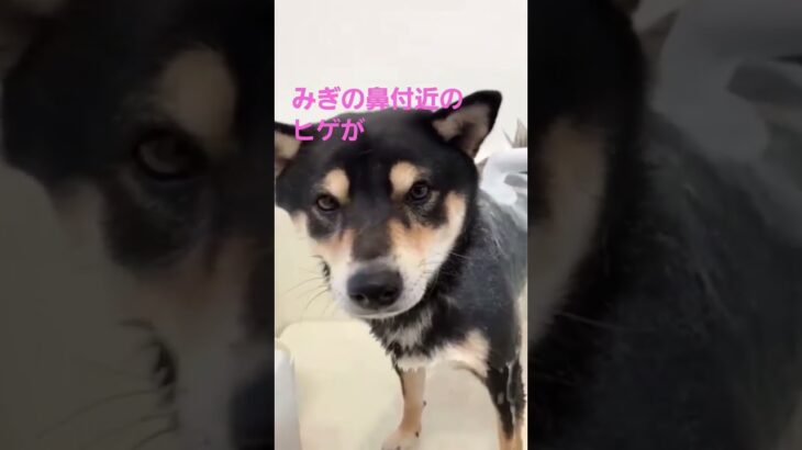 いつもとちがうところ気づいた？　#shorts #おもしろ動画 #おもしろい犬 #dog #豆柴 #柴犬 #sibainu