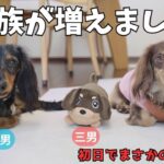 【ミニチュアダックス】家族が増えてダックス３兄弟に！！犬のぬいぐるみをプレゼント。まさかの初日で壊れるハプニング