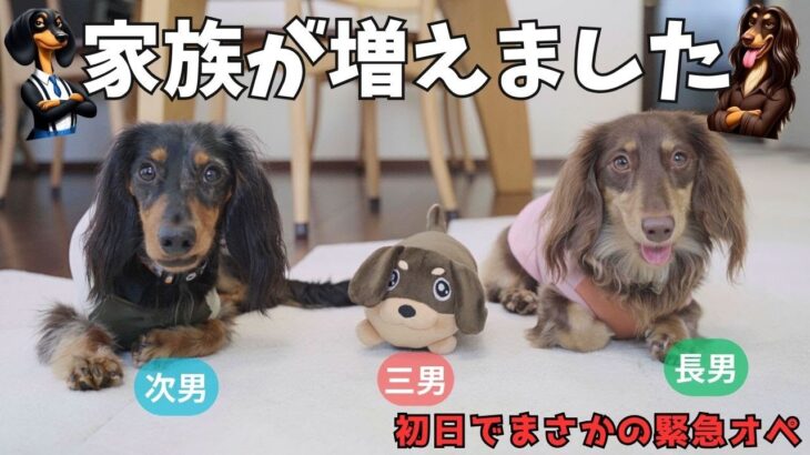 【ミニチュアダックス】家族が増えてダックス３兄弟に！！犬のぬいぐるみをプレゼント。まさかの初日で壊れるハプニング