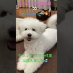 みんなのまる#かわいい犬 #おもしろ動画犬 #ビション