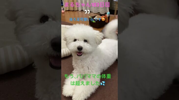 みんなのまる#かわいい犬 #おもしろ動画犬 #ビション