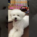 まるちゃん頑張れ#かわいい犬 #おもしろ動画犬 #こいぬ