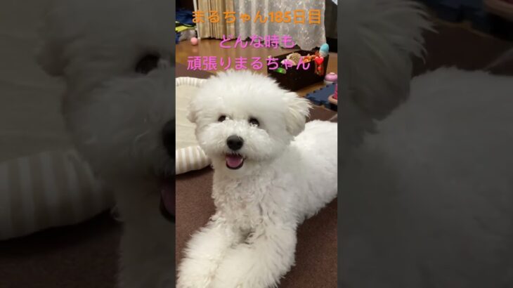 まるちゃん頑張れ#かわいい犬 #おもしろ動画犬 #こいぬ