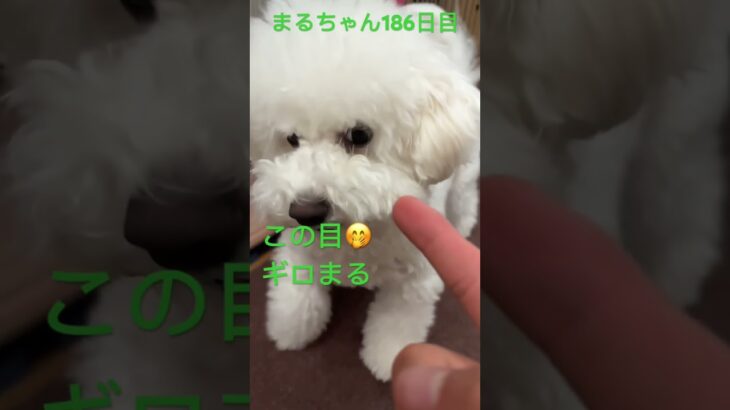 みんなのまる#かわいい犬 #おもしろ動画犬 #ビション