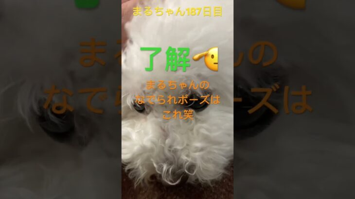 まるちゃんのお迎え#かわいい犬 #おもしろ動画犬 #ビション