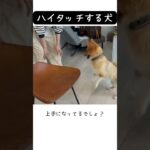 つんでれなポメコギぱんちゃん。ハイタッチ覚えたよ #面白い犬 #癒し#愛犬