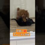 じゃれ合い子犬達可愛い❤